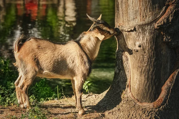 Goat near tree — Stock Photo, Image