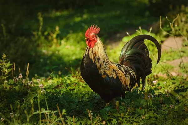 Roosters in the Yard — Stock Photo, Image