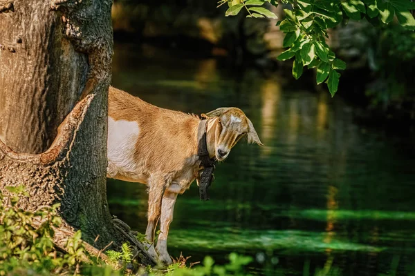 Cabra perto da árvore — Fotografia de Stock