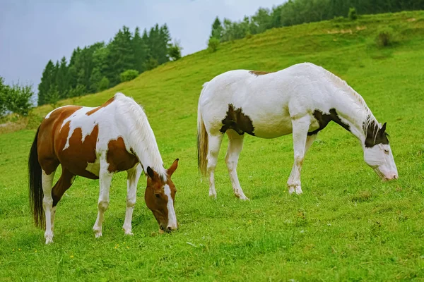Hästar på betesmark — Stockfoto