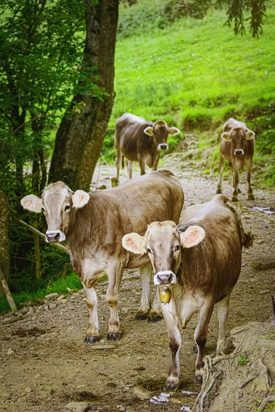 As vacas vão para o pasto — Fotografia de Stock