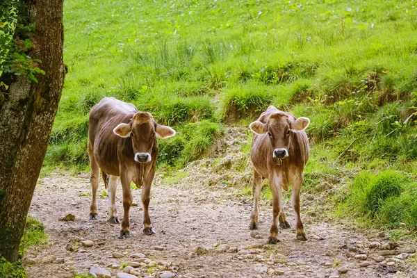 As vacas vão para o pasto — Fotografia de Stock