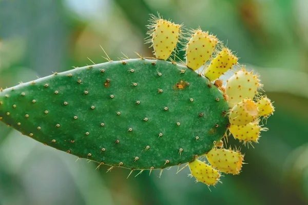 Opuntia, commonly called prickly pear — Stock Photo, Image