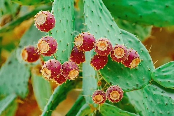 Opuntia, commonly called prickly pear — Stock Photo, Image