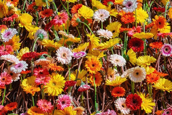 Gerbera blommor bakgrund — Stockfoto