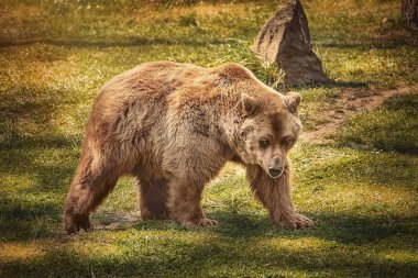 Yeşil çimenlerin üzerinde kahverengi ayı