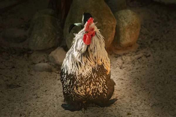 Rooster in the poultry yard — Stock Photo, Image