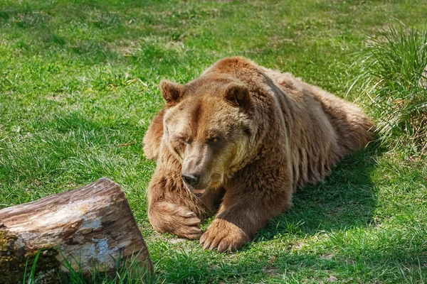 Urso marrom na grama verde — Fotografia de Stock