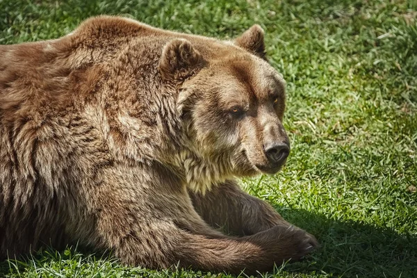 Bruine beer op het groene gras — Stockfoto
