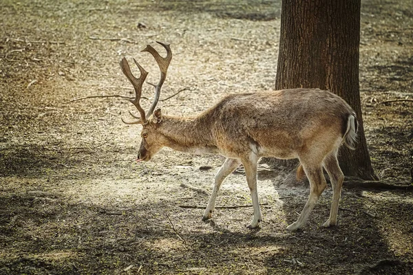 Deer in the forest — Stock Photo, Image