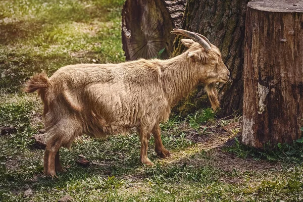 Çimlerde Keçi — Stok fotoğraf