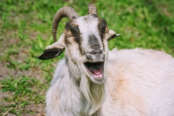 Portrait of a laughing goat — Stock Photo, Image