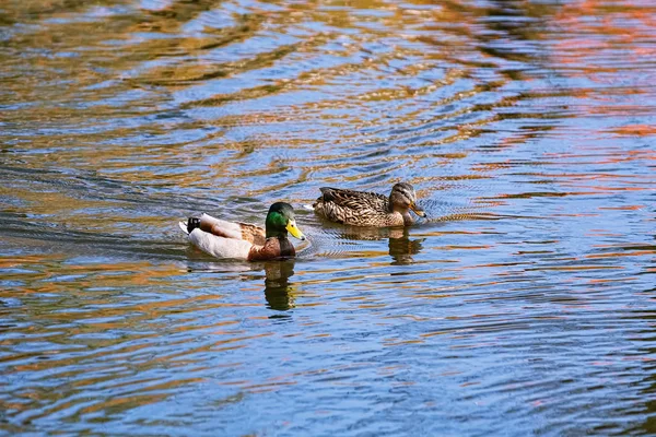 Pair of ducks — Stock Photo, Image
