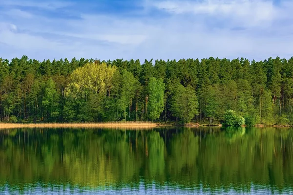 Floresta junto ao lago — Fotografia de Stock