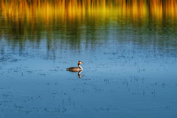 Velký hřeben Grebe (Podiceps cristatus) — Stock fotografie