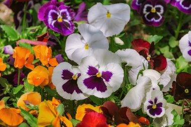 Hercai Menekşe çiçek yatak