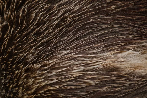 Bear Fur Background — Stock Photo, Image