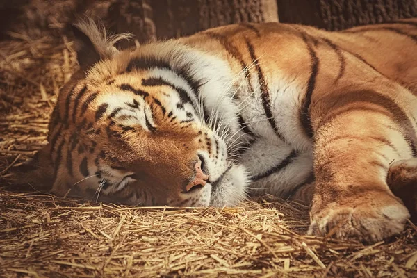 Tigre duerme en el heno — Foto de Stock