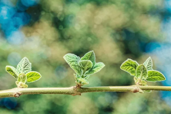 Unga blad på en gren — Stockfoto