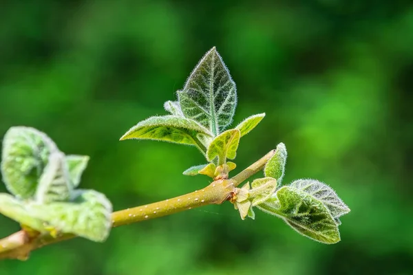 Jeunes feuilles sur une branche — Photo