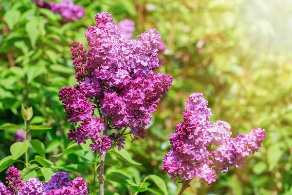 Lilac flowers in spring — Stock Photo, Image