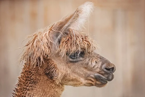 Portrait of Alpaca — Stock Photo, Image