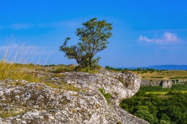 Kayalıklardaki ağaç