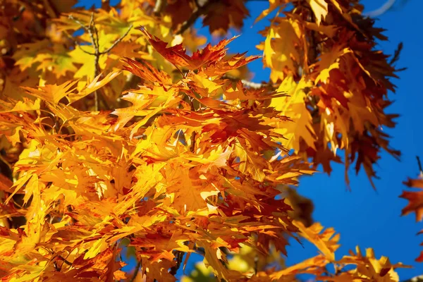 美国梧桐落叶的秋天 — 图库照片