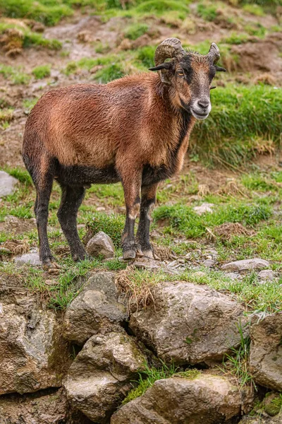 Ram on Stones — Stock Photo, Image