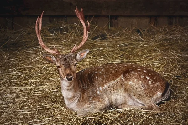 ヘイリーの鹿 — ストック写真