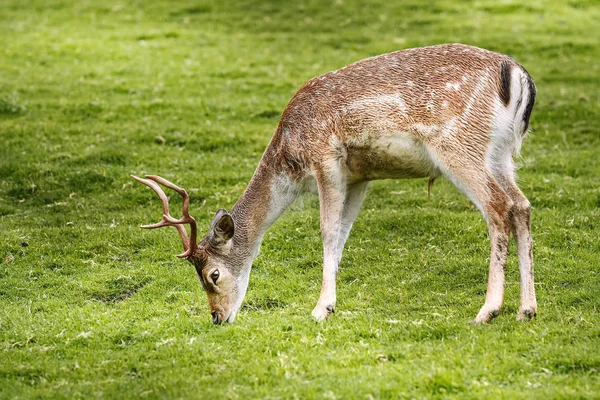 Herten op de weide — Stockfoto