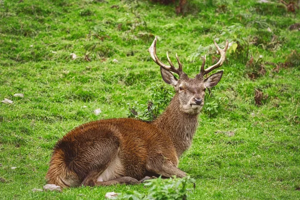 Deer Rest on the Grass — Stock Photo, Image