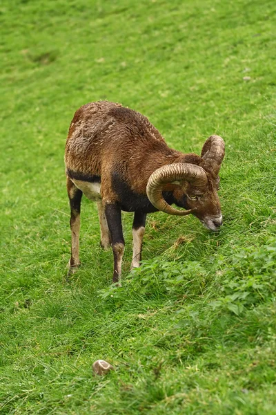 RAM na trawie — Zdjęcie stockowe