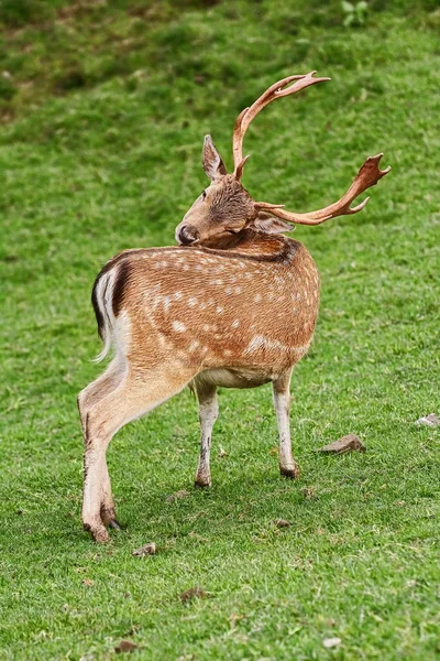鹿が草を食べて — ストック写真