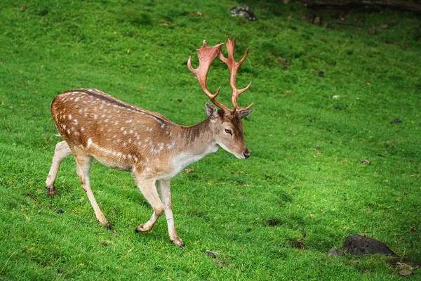 Deer Grazing on the Grass — Stock Photo, Image