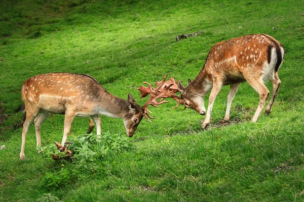 Deer Fight on the Pasture — Stock Photo, Image