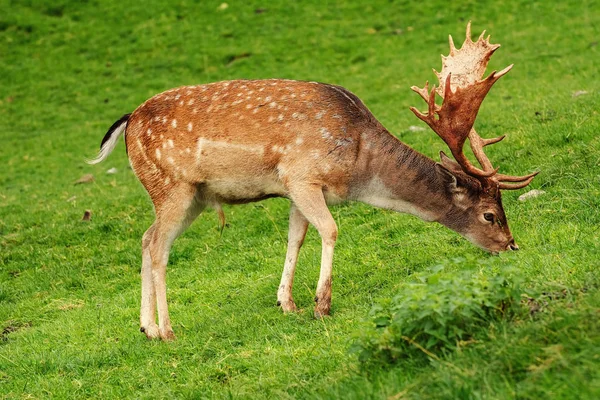 Cervo al pascolo sull'erba — Foto Stock