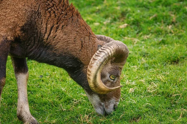 RAM çimenlerin üzerinde — Stok fotoğraf