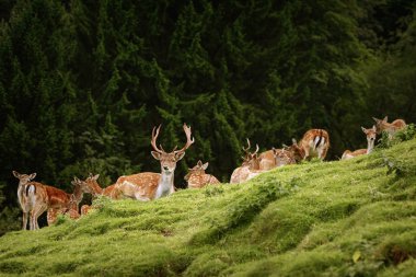 Deers near the Forest clipart