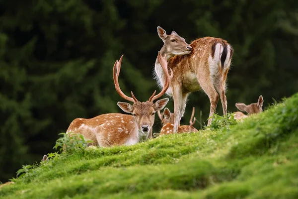 Deers near the Forest — Stock Photo, Image