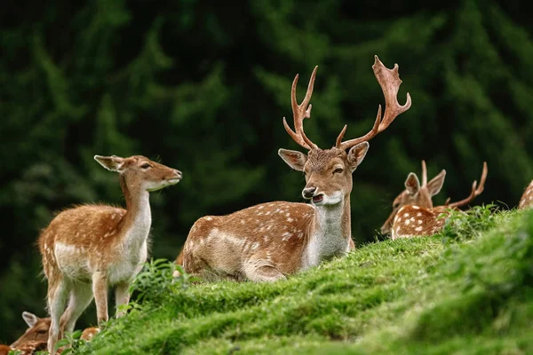 Deers near the Forest — Stock Photo, Image