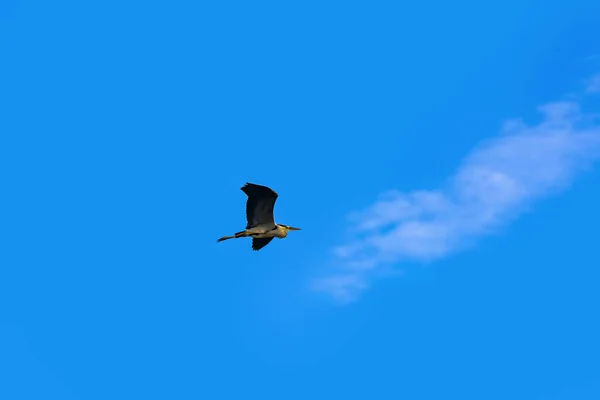 Grey Heron Flies Sky — Stock Photo, Image