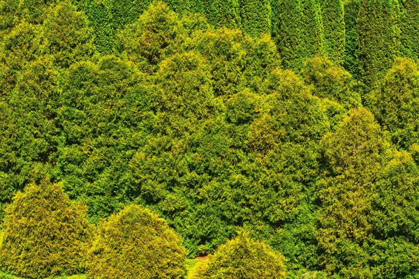 Thuja森林的抽象背景 从顶部看 — 图库照片