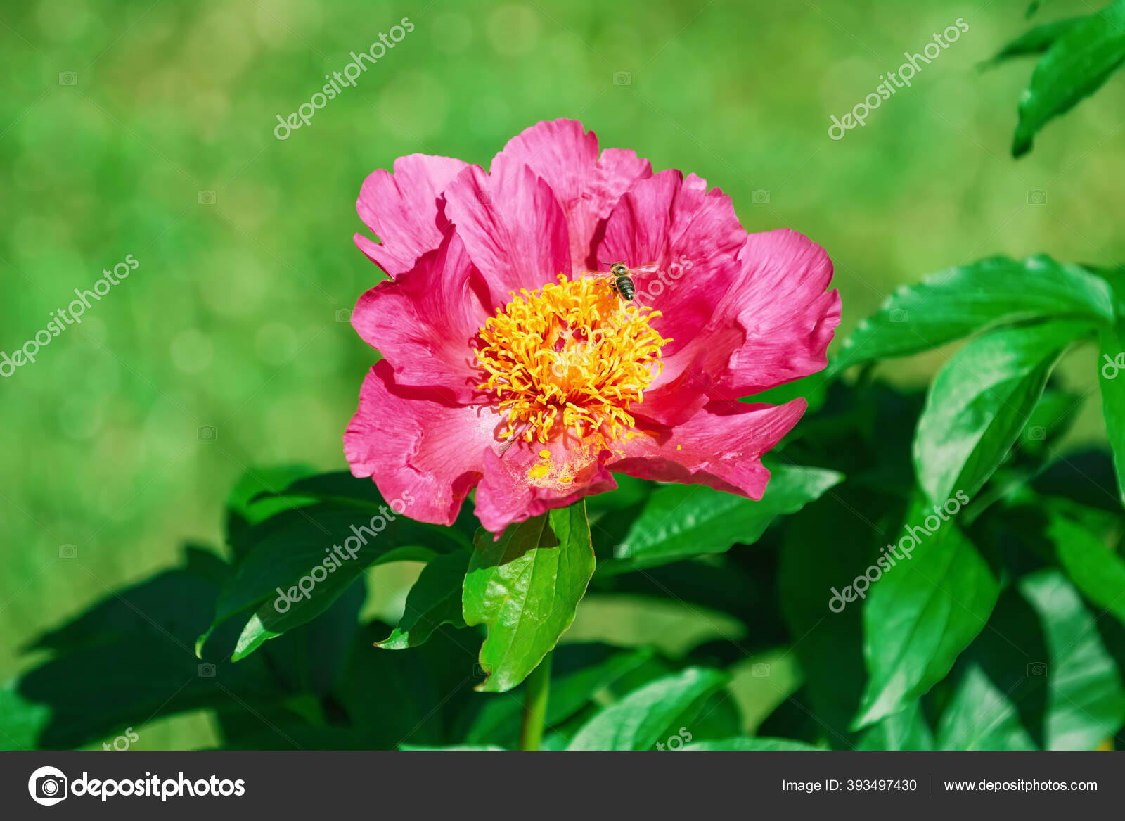 花园里的粉红色牡丹花 图库照片 C S Razvodovskij