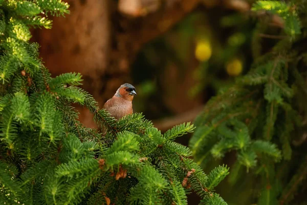 Pinson Commun Est Perché Sur Une Branche Sapin — Photo