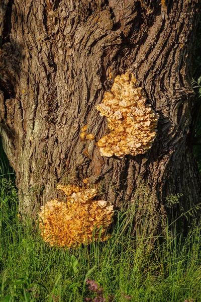 Schwefel Regalpilz Der Eiche — Stockfoto