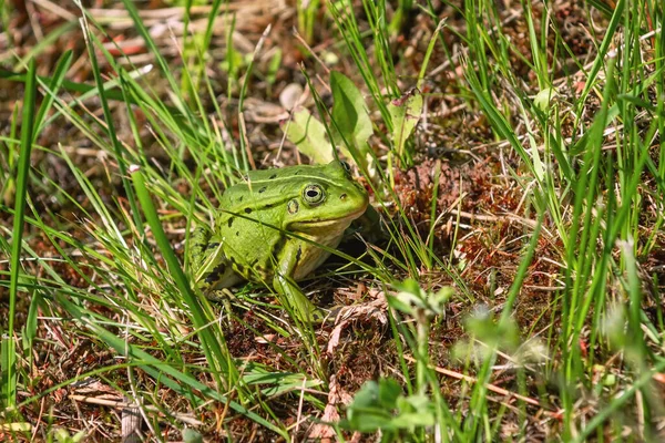 Πράσινος Βάτραχος Στο Γρασίδι Κοντά Στη Λίμνη — Φωτογραφία Αρχείου