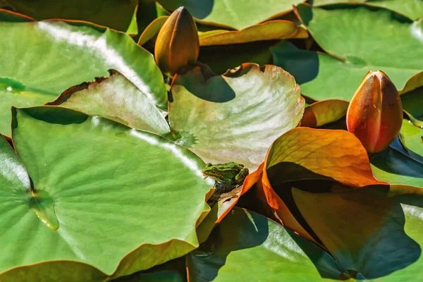 Green Frog Floating Lily Pads — Stock Photo, Image
