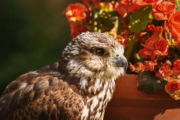 Saker Falcon Falco Cherrug Large Species Falcon — Stock Photo, Image