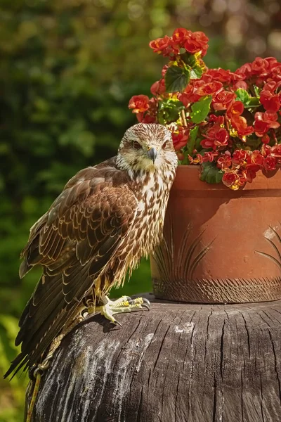 サッカー ファルコン Falco Cherrug 大型の鷹の一種 — ストック写真